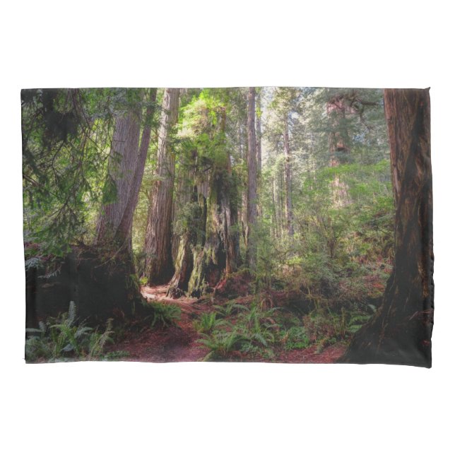 Forests | Redwood Forest California (Frente)