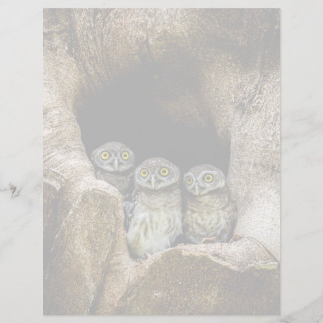 Forests | Three Owls Looking (Frente)