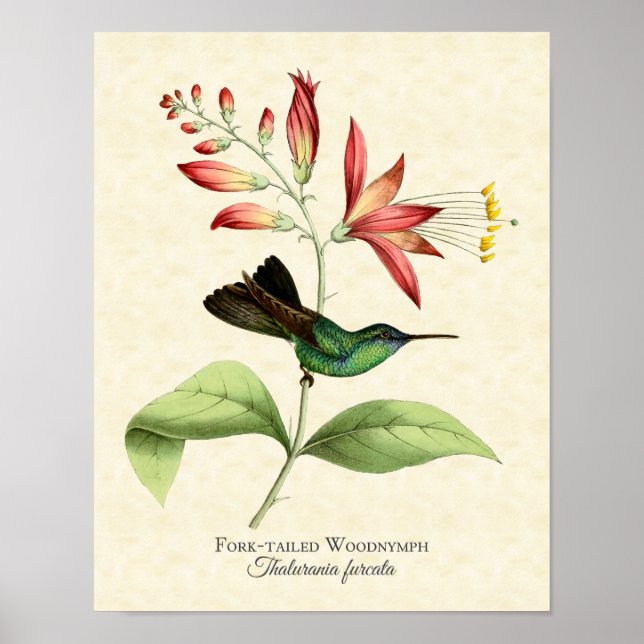 Fork Tailed Wood Ninfh Hummingbird Art Impressão (Frente)