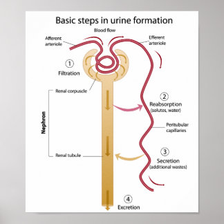 Formação de Poster de urina