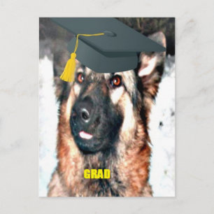 Formando de German shepherd de Cartão Postal