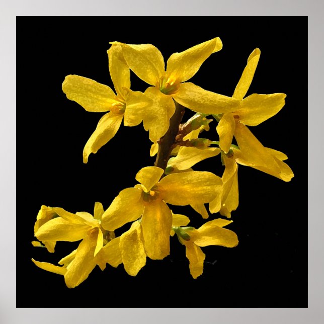 Forsythia Impressão (Frente)
