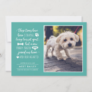 Forte Tempos Novo Anúncio de Foto Pet | Cerceta