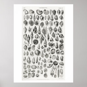 FÓSSEIS DE CONCHOLOGIA (CHUVAS) POSTER DE GRÁFIC