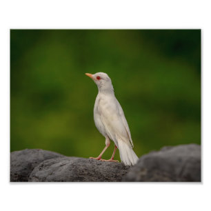 Foto 10x8 Albino Robin em Crown Point