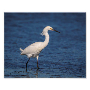 Foto 10x8 Snowy Egret em North Beach