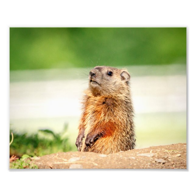 Foto 10x8 Young Groundhog (Frente)