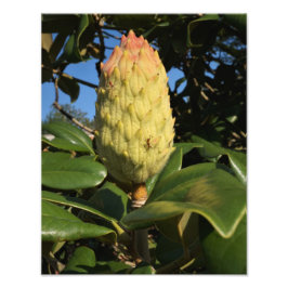 Foto 11"x14" Magnolia Seed Pod