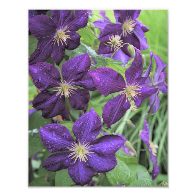 Foto 11"x14" Purple Clematis (Frente)