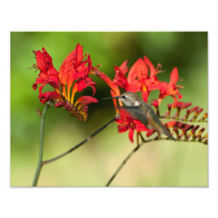 Foto 11X14 Amantes do Hummingbird