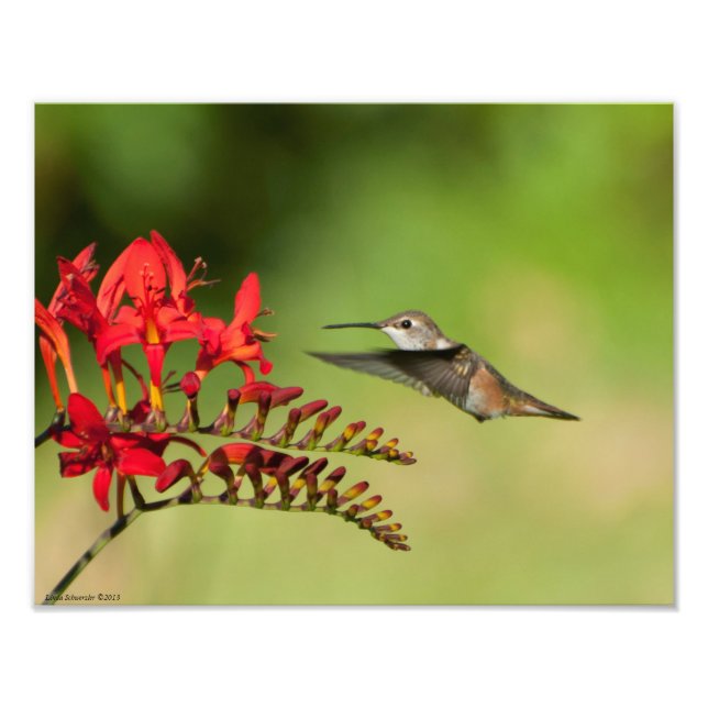 Foto 11X14 Amantes do Hummingbird (Frente)