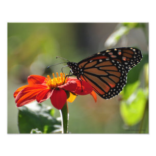 Foto 11X14 Borboleta Monarca na Tocha Girassol Mexicana