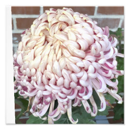 Foto 12"x12" Chrysanthemum