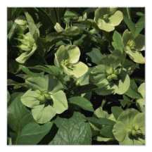 12" x12" Green Hellebore