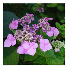 Foto 12"x12" - Hydrangea cor-de-rosa