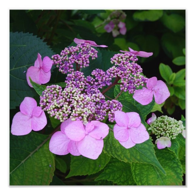 Foto 12"x12" - Hydrangea cor-de-rosa (Frente)