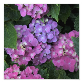 Foto 12"x12" - Hydrangea cor-de-rosa