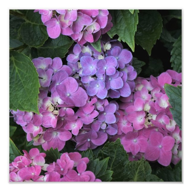 Foto 12"x12" - Hydrangea cor-de-rosa (Frente)