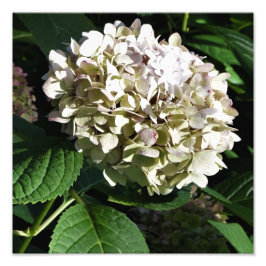 Foto 12"x12" Panicle Hydrangea