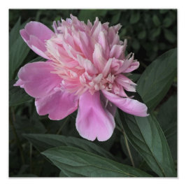 Foto 12"x12" Pink Peony