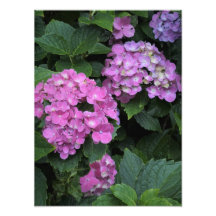 12"x16" - Hydrangea cor-de-rosa