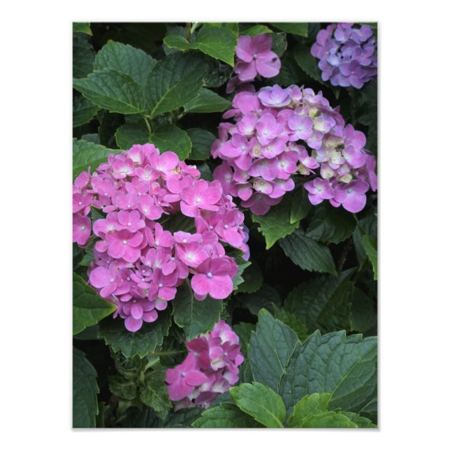 Foto 12"x16" - Hydrangea cor-de-rosa (Frente)