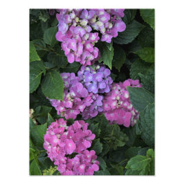 Foto 12"x16" - Hydrangea cor-de-rosa