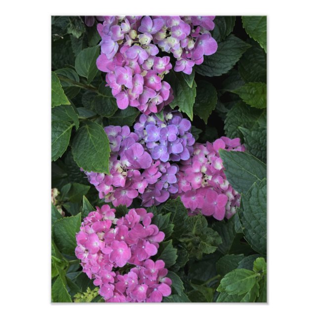 Foto 12"x16" - Hydrangea cor-de-rosa (Frente)