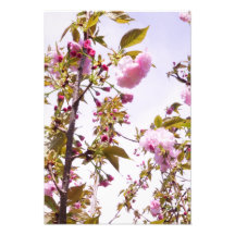 13"x19" Flores de Cerejeira
