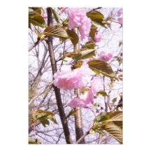 13"x19" Flores de Cerejeira