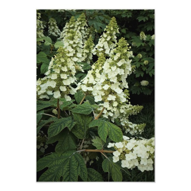 Foto 13"x19" Oakleaf Hydrangea (Frente)