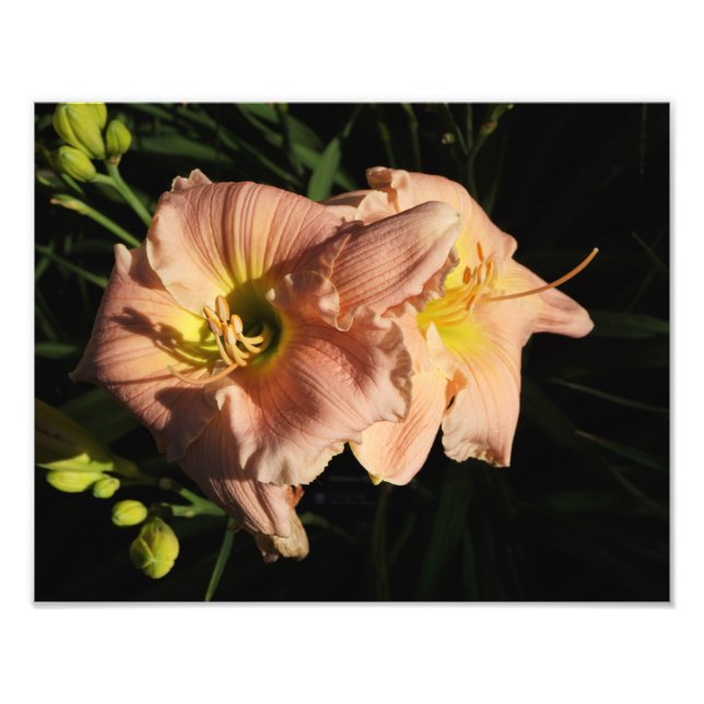 Foto 14"x11" (Frente)