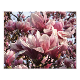 Foto 14"x11" - Magnésia Rosa