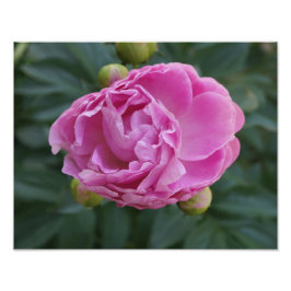Foto 14"x11" - Peony rosa