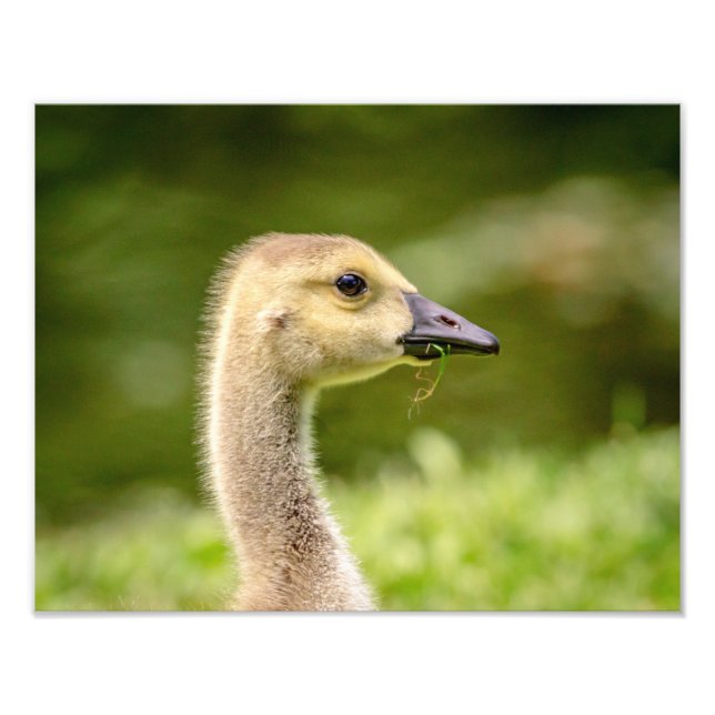 Foto 14x11 Ganso Canadense (Gosling) (Frente)