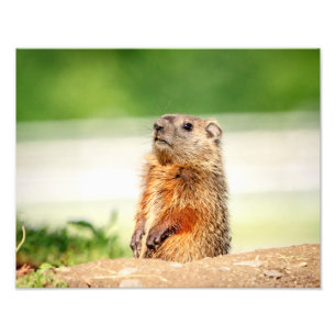 Foto 14x11 jovens Groundhog