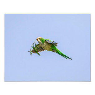 Foto 14x11 Monk Parakeet no Vale do Rio Grande