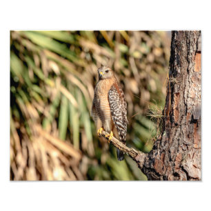 Foto 14x11 Red Shoulked Hawk em uma árvore