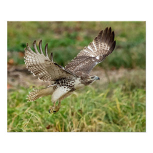 Foto 16x20 - Falcão imaturo de pele vermelha