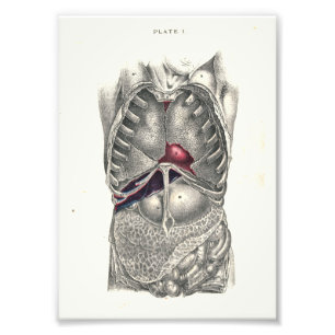 Foto 1895 Abdômen Impressão da Anatomia Humana