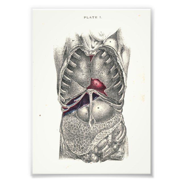 Foto 1895 Abdômen Impressão da Anatomia Humana (Frente)