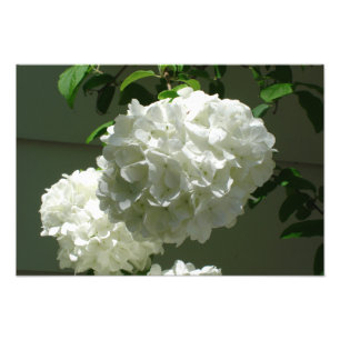 Foto 19"" Hydrangeas x13 brancos