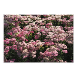 Foto 19"x13" Achillea Rosa