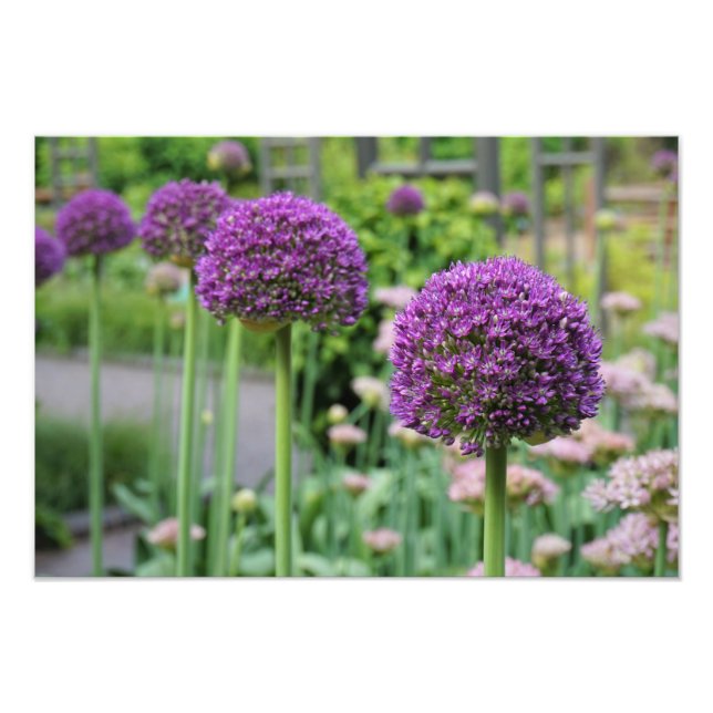 Foto 19"x13" Allium (Frente)