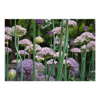 Foto 19"x13" Allium