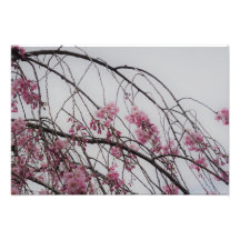 19"x13" Cherry Blossom Buds