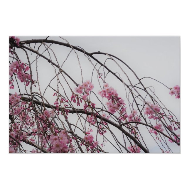 Foto 19"x13" Cherry Blossom Buds (Frente)