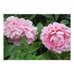 Foto 19 "x13" - Peônias cor-de-rosa