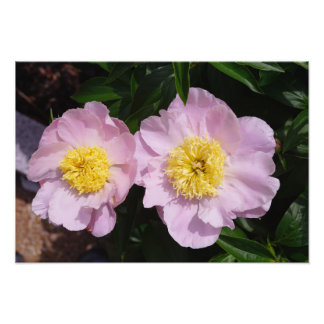Foto 19"x13" Peônias Rosa