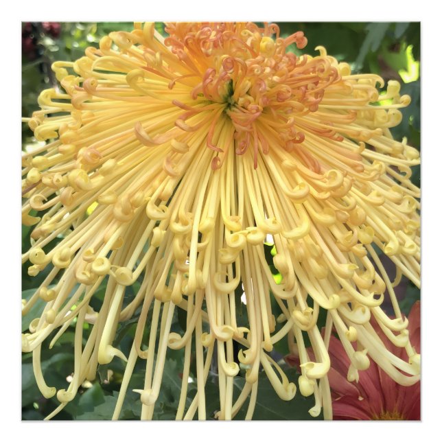 Foto 24"x24" Chrysanthemum (Frente)